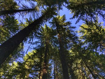 Low angle view of trees in forest