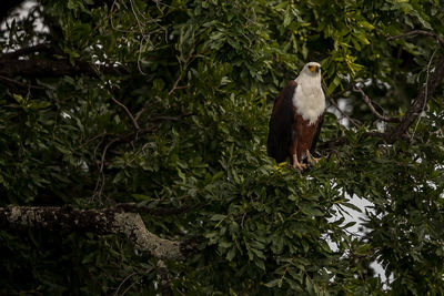 Low angle view of eagle perching on tree