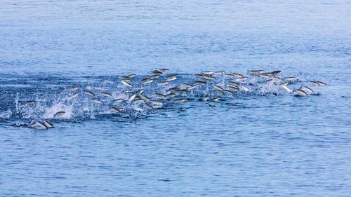 Birds in water