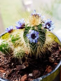 Close-up of cactus plant