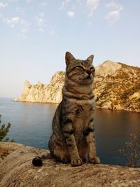 Cat sitting on rock by sea against sky