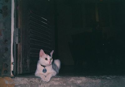 Portrait of cat sitting on floor at home