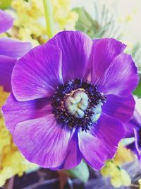 Close-up of purple flower blooming outdoors