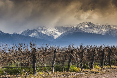 Scenic view of vineyards over snowcapped mountains against cloudy sky