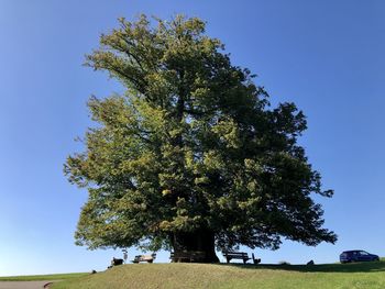 Low angle view of trees on field against clear sky