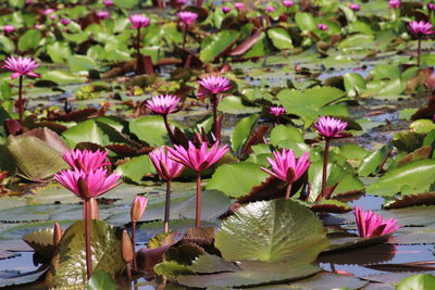 Close-up of pink water lily in lake