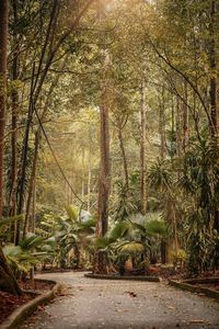 Trees growing in forest