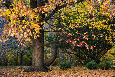 Trees in park during autumn