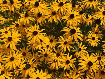 Full frame shot of yellow daisy flowers