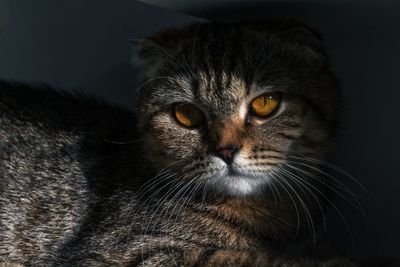 Close-up portrait of a cat