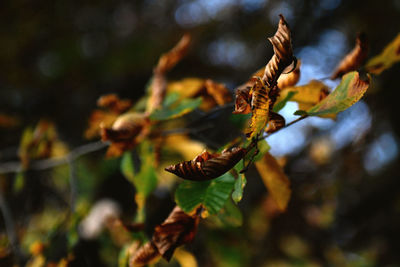 Close-up of dry leaves on branch