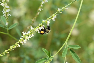 Close-up of ladybug on plant