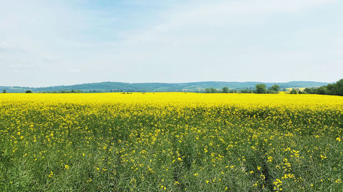 Scenic view of field against yellow sky