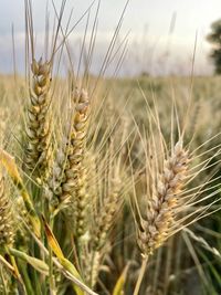 Close-up of wheat growing on field