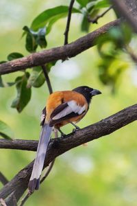 Close-up of bird perching on branch