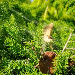 View of a cat amidst plants