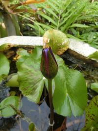 Close-up of flower growing on plant