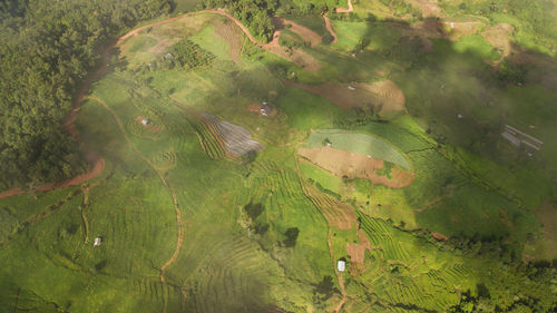 High angle view of rice paddy field