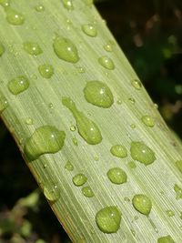 Close-up of raindrops on leaf