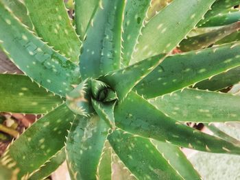 Close-up of succulent plant
