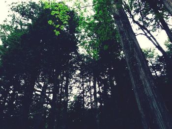 Low angle view of trees in forest