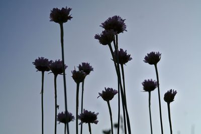 Flowers growing against clear sky