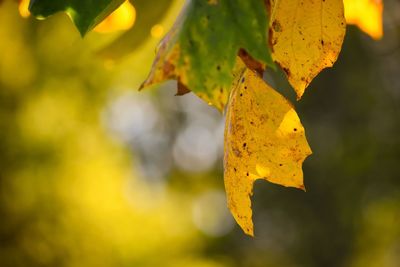 Close-up of yellow maple leaf during autumn