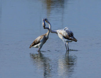 Birds in a lake