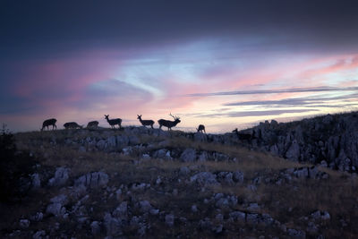 Specimens of wild red deer in the mountains, also known as royal deer, red deer or european deer.