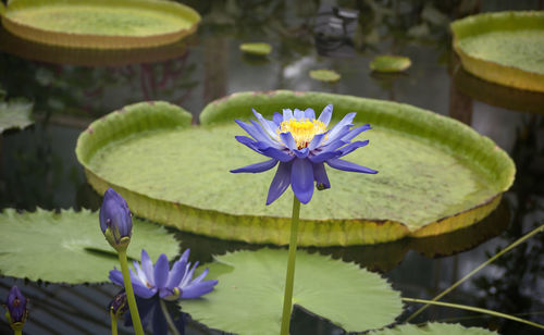 Close-up of purple water lily in pond