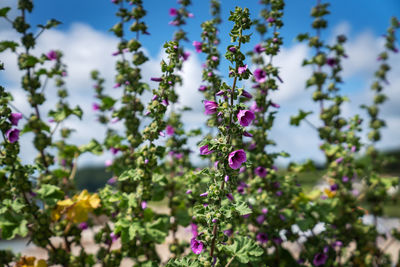 Close-up of purple flowering plants