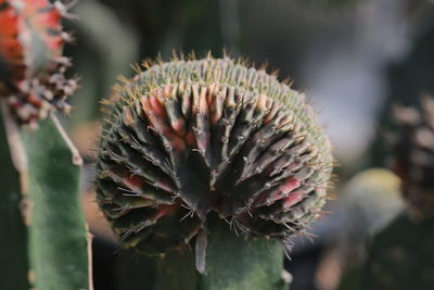 Close-up of succulent plant