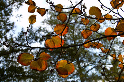 Low angle view of tree against sky