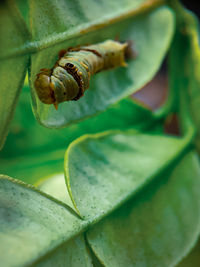 Close-up of snail on leaf