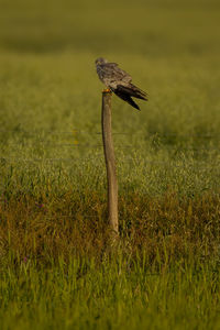 Close-up of mushroom growing on field