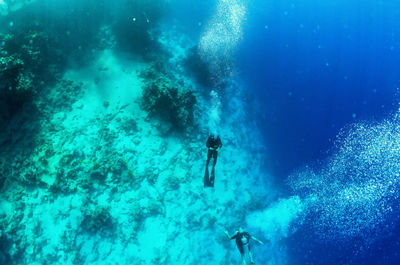 Divers sank to the bottom of the red sea