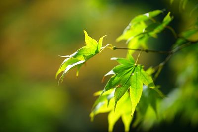 Close-up of green leaves on plant