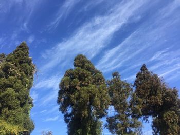 Low angle view of trees against blue sky