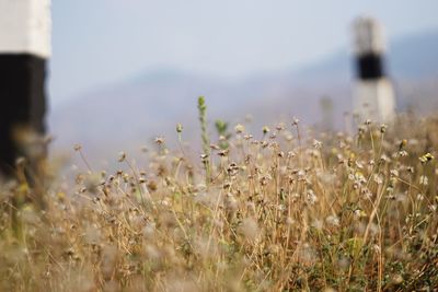 Close-up of flowers growing in field