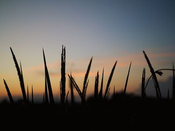 Close-up of silhouette plants on field against sky during sunset