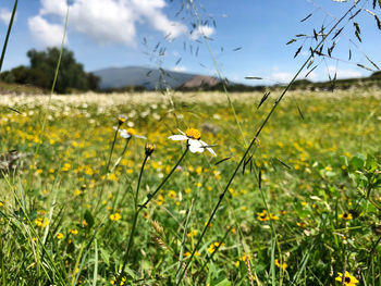 Close-up of yellow flowering plants on field