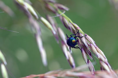 Close-up of insect on leaf