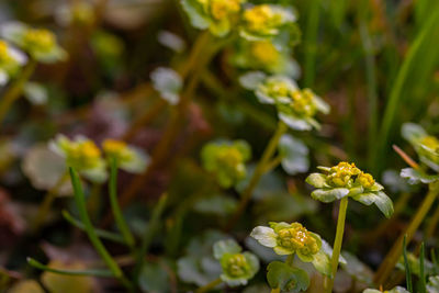 Close-up of yellow flowering plant on field