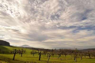 Scenic view of field against sky