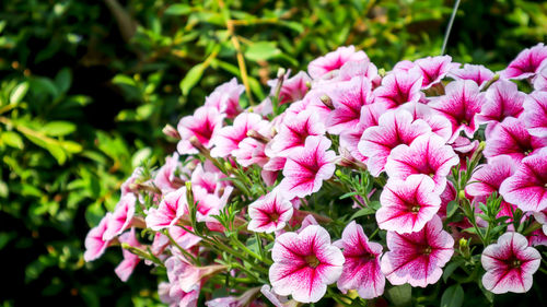 Close-up of pink flowers