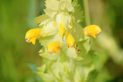 Close-up of yellow flowering plant