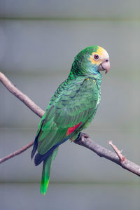 Close-up of parrot perching on branch