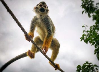 Low angle view of monkey sitting on tree