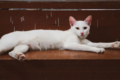 Portrait of a cat lying on wood