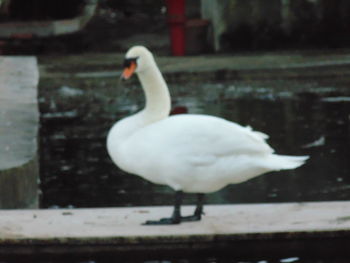 Close-up of swan in water